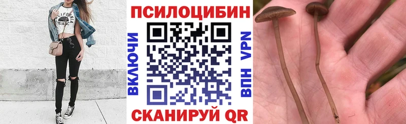 купить   Кизляр  Галлюциногенные грибы Cubensis 